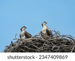 young osprey waiting in nest 