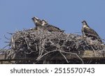 Young ospreys in the nest with the parent and looking.