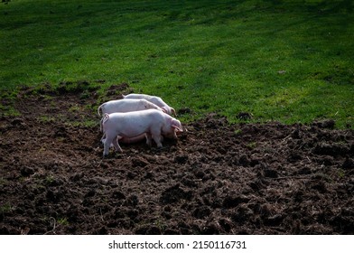 Young outdoor-bred large white  piglets rooting happily in a field. Part is lush green grass and part is churned up where the little pigs have been most.