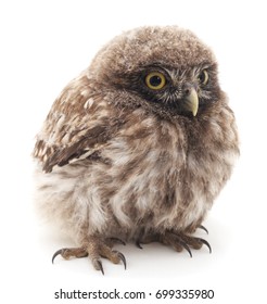 Young owl isolated on a white background.