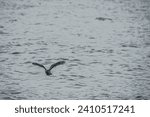 A young owl (probably hawk owl) crosses Lake Baikal