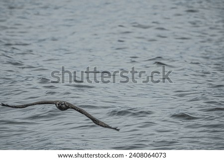 A young owl (probably hawk owl) crosses Lake Baikal