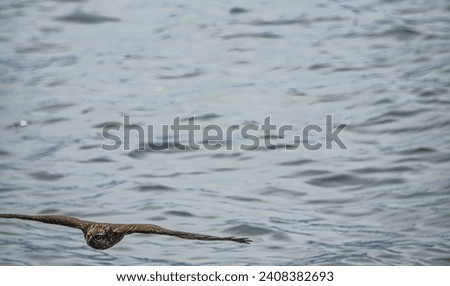A young owl (probably hawk owl) crosses Lake Baikal