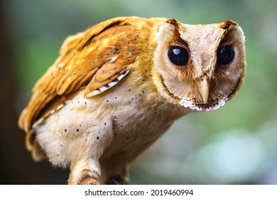 Young Owl Standing Alert In The Wild.