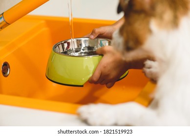 Young Owner Pouring Water From Tap Into Bowl To Thirsty Pet Dog