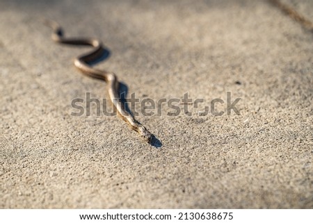 Young Pacific gopher snake (Pituophis catenifer catenifer) slithers along the path.
