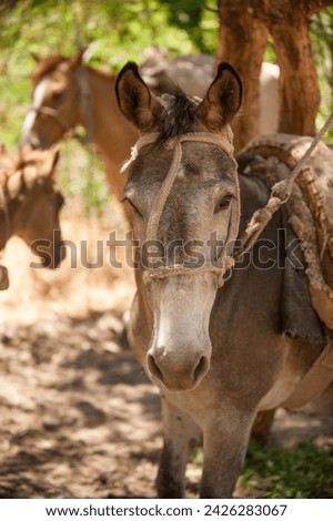 young pack mule with rope halter and pad on back mule portrait mule headshot with space for type horse and foal in background mule with long ears shot  on holiday travel in argentina andes mountains 
