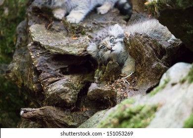 Young Pallas Cat Kitten , Or Manul, Lives In The Cold And Arid Steppes Of Central Asia. Winter Temperatures Can Drop To 50 Degrees Below Zero.