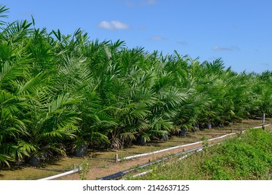 Young palm oil tree in nursery before replanting