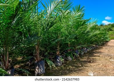 young palm oil tree in nursery before replanting