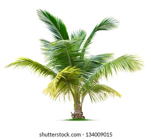 Young palm tree isolated on white background