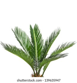 Young Palm Tree Isolated On White Background