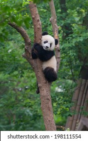 Young Panda Bear In Tree