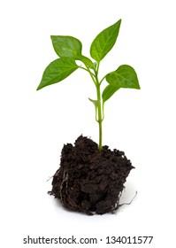 Young Paprika Plant Isolated On White Background