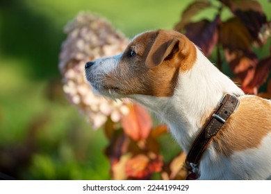 Young parson russel terrier in autumn nature - Shutterstock ID 2244199429