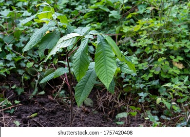 Young Paw Paw Tree (Asimina Triloba)