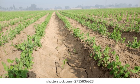 Young Pea Crop in Furrow-Irrigated Field with Dry Cracked Soil