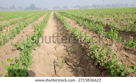 Young Pea Crop in Furrow-Irrigated Field with Dry Cracked Soil