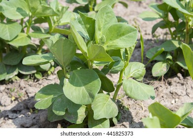 Young Pea Plant