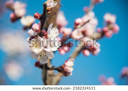 Young peach blossoms and bees
