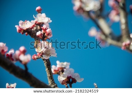 Young peach blossoms and bees