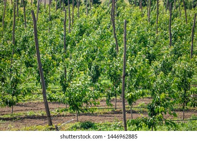 Young Peach Tree Orchard In Kartli Region, Georgia. Agruculture