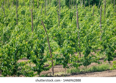 Young Peach Tree Orchard In Kartli Region, Georgia. Agruculture