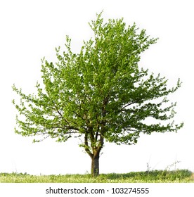 Young Pear Tree On White Background