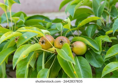 Young pears on the tree. Three unripe pears hang close together between vibrant green leaves. The fruits are already showing a reddish hue and are bathed in sunlight.