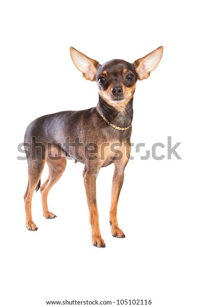 Young Pedigree Dog Moscow Shorthaired Toy Stock Photo Edit Now