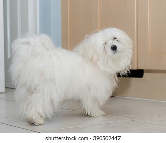  Young Pedigree Maltese Dog After A Muddy Walk Waiting Expectantly For Food From The Kitchen Cupboard