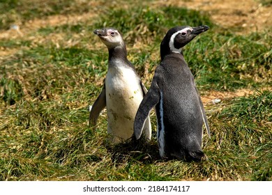 A Young Penguin And Adult MagellanicPenguin In Chile