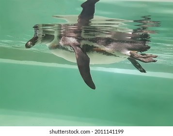 A Young Penguin Swims In The Water