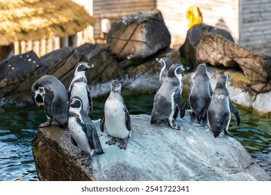 Young Penguins at the Zoo: A group of Humboldt penguin chicks gathers on a rock by the water in their enclosure. - Powered by Shutterstock