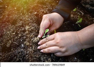 young people plant a little tree natural and Ecology concept