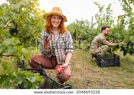 Young people working in a vineyard harvesting grapes