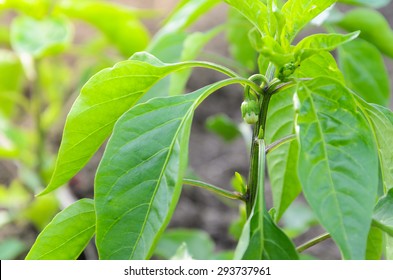 Young pepper growing in a field  
