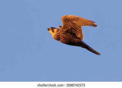 Young Peregrine Falcon First Flight