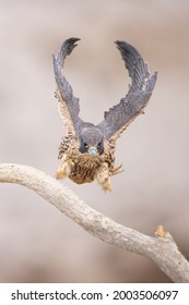 Young Peregrine Falcon In Flight