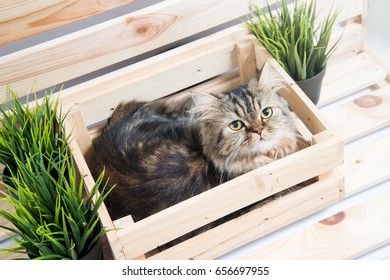 Young persian cat in wooden box