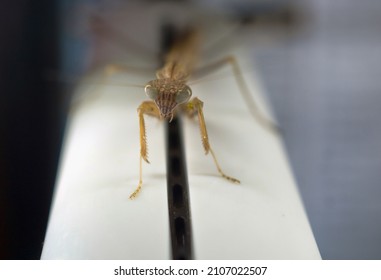 Young Pet Praying Mantis Close Up