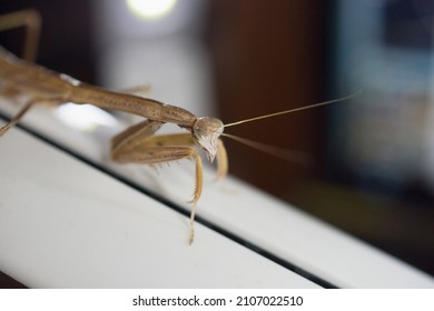 Young Pet Praying Mantis Close Up