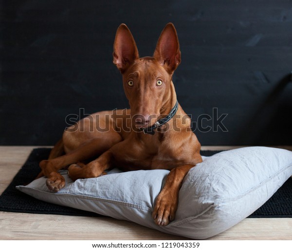 Young\
pharaoh hound wait at home at the black\
background
