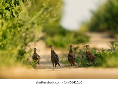 Young Pheasant Chicks Team Walking