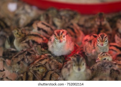 Young Pheasant chicks under an infra red lamp keeping warm