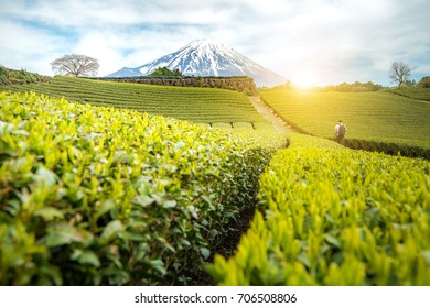 A young photographer with backpack holding tripod walking alone on Japanese tea field facing to Mt.Fuji with sunrise/sunset and cloudy sky background.