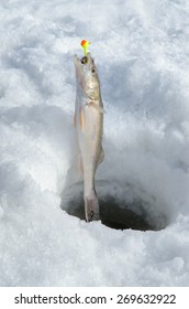 A Young Pickerel Or Walleye Fish Is Pulled From Ice Fishing Hole Still On Fishing Line