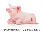young pig isolated on white background.