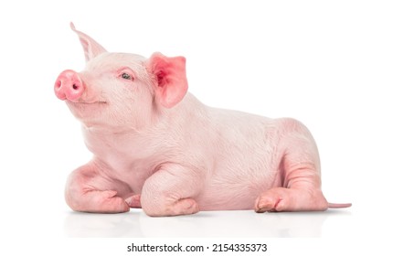 young pig isolated on white background.