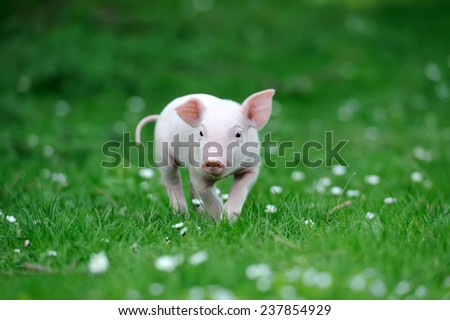 Similar – Junges Minischwein springt lebenslustig in der Natur. Lustiges, süßes, witziges, goldigen Baby Schwein springt zum Neujahr, Silvester, Jahresbeginn, Jahresende, Jahreswechsel. Silvester, Neujahr, Jahreswechsel. Glückwunsch, Freude, Glück, Wünsche, Jubiläum